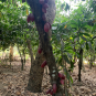 Fèves de Cacao torréfiées de Madagascar